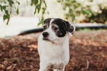 95260a Spike -  Beagle and Mixed Breed Dog for Adoption in North Charleston, South Carolina - 95260a Spike | PetCurious