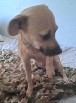 Brittany -  Chihuahua Dog for Adoption in Mena, Arkansas - Brittany | PetCurious