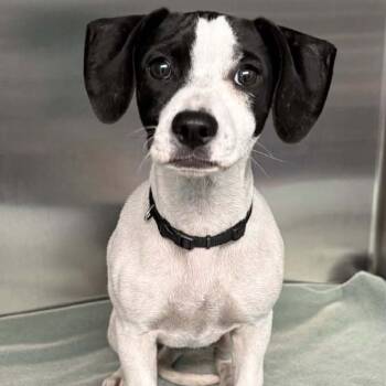 FOSTER NEEDED - Moo Moo -  Chihuahua and Dachshund Dog for Adoption - FOSTER NEEDED - Moo Moo | PetCurious