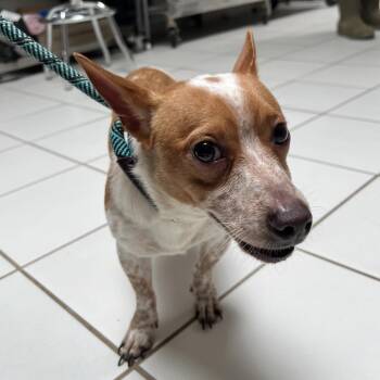 Pudge -  Chihuahua Dog for Adoption in Ojai, California - Pudge | PetCurious