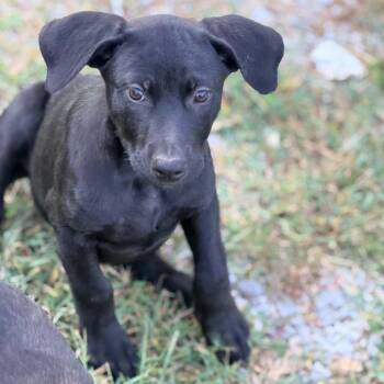 Beadie -  Black Labrador Retriever and Mountain Cur Dog for Adoption in Nashville, Tennessee - Beadie | PetCurious