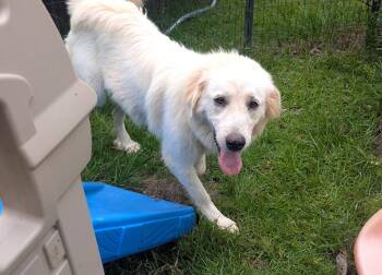 GOLDEN -  Great Pyrenees Dog for Adoption in Fosters, Alabama - GOLDEN | PetCurious