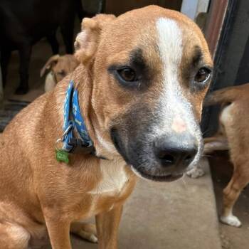 Rescue Mixed Breed Dogs for Adoption in San Francisco, California - Jeff | PetCurious