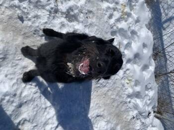 Irish Wolfhound Dogs Available for Adoption - Sully | PetCurious