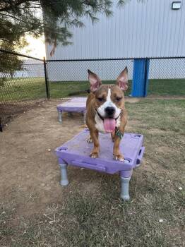 Pit Bull Terrier Dogs Available for Adoption - Roxy | PetCurious