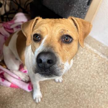 Pit Bull Terrier Dogs Available for Adoption in Reno, Nevada - Butterscotch | PetCurious