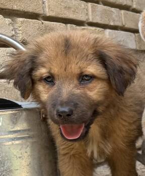 Shepherd and Labrador Retriever Dogs Available for Adoption in Richardson, Texas - 26-058 Tank "Coming Soon!" | PetCurious