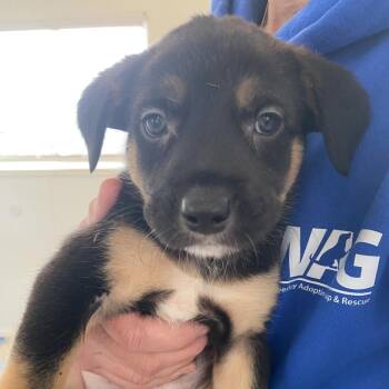 Labrador Retriever and Mixed Breed Dogs Available for Adoption - Paddington | PetCurious