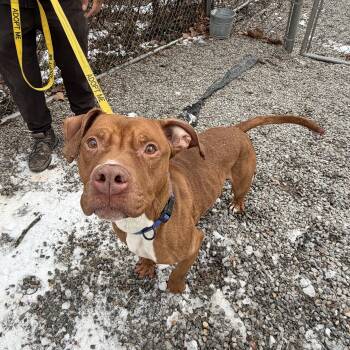 Mixed Breed Dogs Available for Adoption - Reese | PetCurious