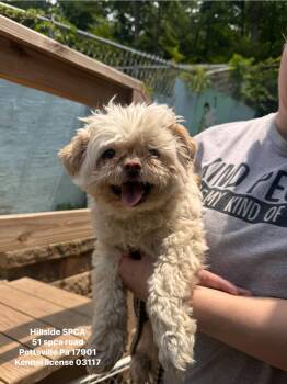 Sam -  Pomeranian and Shih Tzu Dog for Adoption in Pottsville, Pennsylvania - Sam | PetCurious