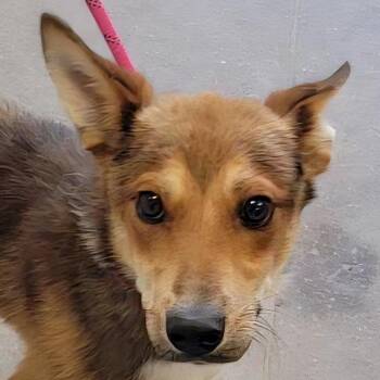 Ryker -  Mixed Breed Dog for Adoption in Las Cruces, New Mexico - Ryker | PetCurious
