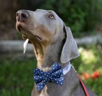 Rescue Doberman Pinscher Dogs for Adoption in Pflugerville, Texas - Pharaho | PetCurious