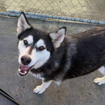 Husky Dogs Available for Adoption in Niagara Falls, Ontario - Lobita (20260529-04) | PetCurious