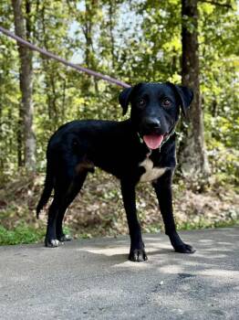 Rescue Shepherd Dogs for Adoption in Waverly, Tennessee - ELI | PetCurious