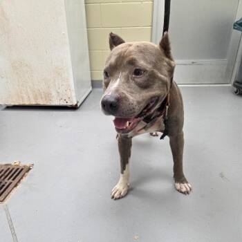 06/20/2026-Stray-SouthLumpikinRoad-2 -  Mixed Breed Dog for Adoption in Columbus, Georgia - 06/20/2026-Stray-SouthLumpikinRoad-2 | PetCurious