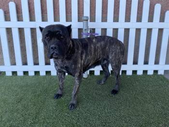 Cane Corso Dogs Available for Adoption - A607359 | PetCurious