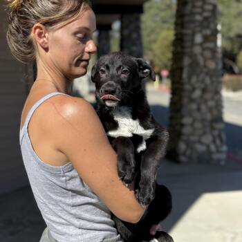 Black Labrador Retriever Dogs Available for Adoption in Los Angeles, California - ARTIE | PetCurious