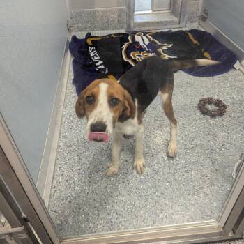 Rebel -  Beagle and Hound Dog for Adoption in Charlottesville, Virginia - Rebel | PetCurious