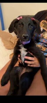 Black Puppy -  Labrador Retriever Dog for Adoption in Austin, Texas - Black Puppy | PetCurious