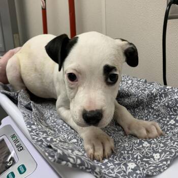 Acadia -  Pit Bull Terrier Dog for Adoption in Morganton, North Carolina - Acadia | PetCurious
