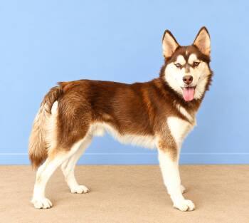 TOPPER -  Alaskan Malamute Dog for Adoption in Pasadena, California - TOPPER | PetCurious