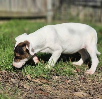 Rescue Jack Russell Terrier Dogs for Adoption in Dover, Arkansas - Caparo | PetCurious