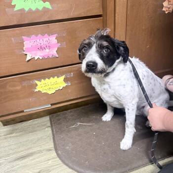 Kolby -  Mixed Breed Dog for Adoption in Summerville, South Carolina - Kolby | PetCurious