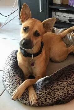 Rescue Black Mouth Cur and Carolina Dog Dogs for Adoption in Sunrise, Florida - Roo | PetCurious