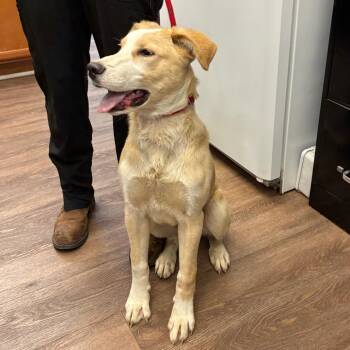 Border Collie and Great Pyrenees Dogs Available for Adoption in Morganfield, Kentucky - Moose | PetCurious
