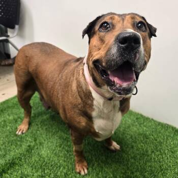 Nina -  Mixed Breed Dog for Adoption in Columbia, Missouri - Nina | PetCurious