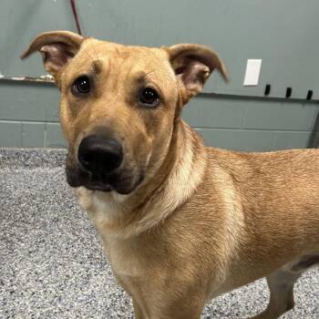 Shepherd Dogs Available for Adoption in Greenville, South Carolina - Walter | PetCurious