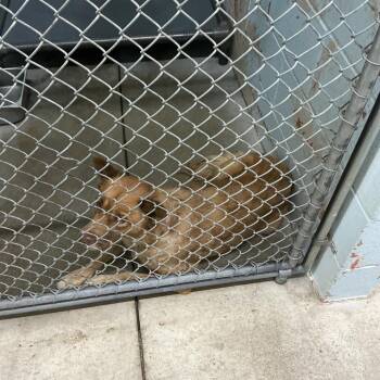 Shotzee -  Mixed Breed Dog for Adoption in Saint Joseph, Missouri - Shotzee | PetCurious