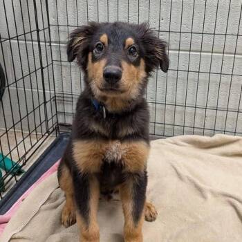 Shepherd -  Australian Shepherd Dog for Adoption in Williston, Vermont - Shepherd | PetCurious