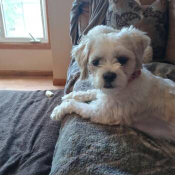 Lea D70135 -  Lhasa Apso and Mixed Breed Dog for Adoption in Minnetonka, Minnesota - Lea D70135 | PetCurious