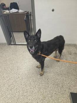 Gilbert -  German Shepherd Dog and Mixed Breed Dog for Adoption in Gastonia, North Carolina - Gilbert | PetCurious