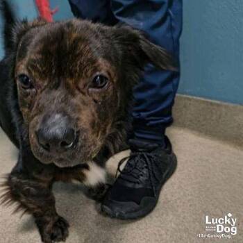 Dachshund Dogs Available for Adoption - Oscar | PetCurious