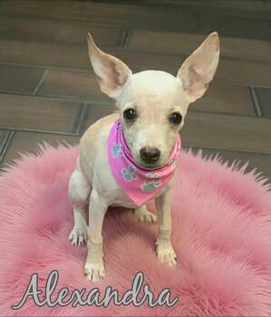 Alexandra AKA Alex -  Chihuahua and Rat Terrier Dog for Adoption in Grove, Oklahoma - Alexandra AKA Alex | PetCurious