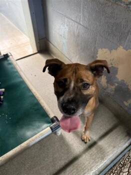 Kenobi -  Mixed Breed Dog for Adoption in Largo, Florida - Kenobi | PetCurious