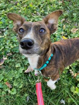 Rescue Chihuahua and Dachshund Dogs for Adoption in Kimberlin Heights, Tennessee - Pumpkin | PetCurious