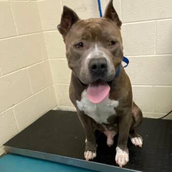 Mixed Breed Dogs Available for Adoption in Memphis, Tennessee - BUBBA GUMP(Travis) | PetCurious
