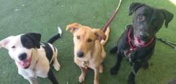 Black Labrador Retriever Dogs Available for Adoption in Fruit Heights, Utah - Dallin | PetCurious