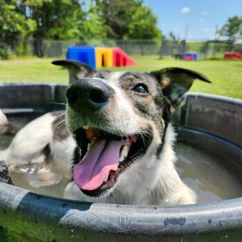 Mule -  Mixed Breed Dog for Adoption in Riverwoods, Illinois - Mule | PetCurious