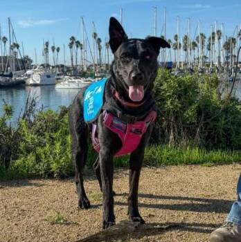 German Shepherd Dog and Mixed Breed Dogs Available for Adoption - LAYLA | PetCurious