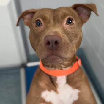 Vegas -  Pit Bull Terrier Dog for Adoption in Greensboro, North Carolina - Vegas | PetCurious
