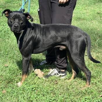 Batman -  Pit Bull Terrier and Mixed Breed Dog for Adoption in Warrensburg, Missouri - Batman | PetCurious
