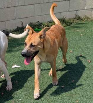 Rescue Shepherd and Labrador Retriever Dogs for Adoption in Rockwall, Texas - Dax | PetCurious