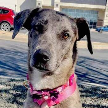 Rescue Catahoula Leopard Dog Dogs for Adoption in Oklahoma City, Oklahoma - Bayou | PetCurious