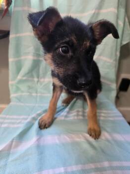 SOPHIA -  Shepherd and Mixed Breed Dog for Adoption in Cincinnati, Ohio - SOPHIA | PetCurious