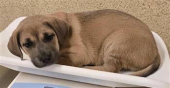 Rescue Pit Bull Terrier and Mixed Breed Dogs for Adoption in Riverside, California - ROMANCE | PetCurious