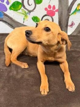 Mixed Breed Dogs Available for Adoption in Brookhaven, Mississippi - Dazzle 26 | PetCurious